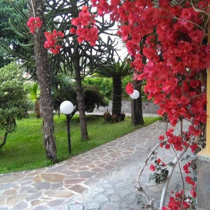 Ospitalita Il Noce Bed & Breakfast Brusciano Exterior foto